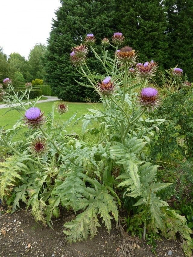 Artichok - een nuttige doorn