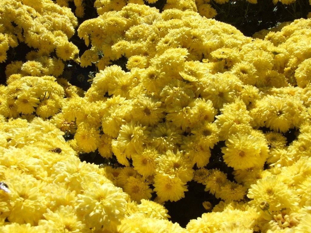 Ball Chrysanthemum in de Nikitsky Botanical Garden. Variëteiten van tuinchrysanthemums. Foto