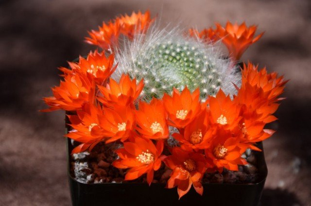 Ailostera en berisping zijn cactussen met bloeiende kransen. Soorten. Zorg thuis. Foto