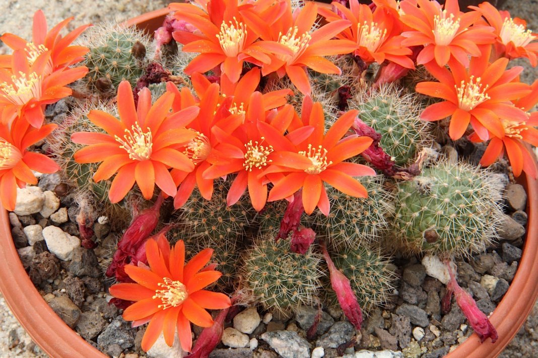 Ailostera en berisping zijn cactussen met bloeiende kransen. Soorten. Zorg thuis. Foto