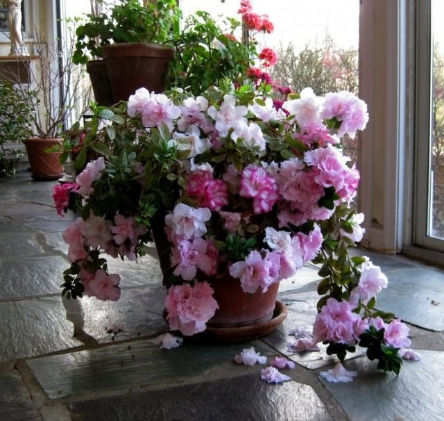 Azalia is de koningin van het bloemenrijk. Azalia zorgt thuis. Foto