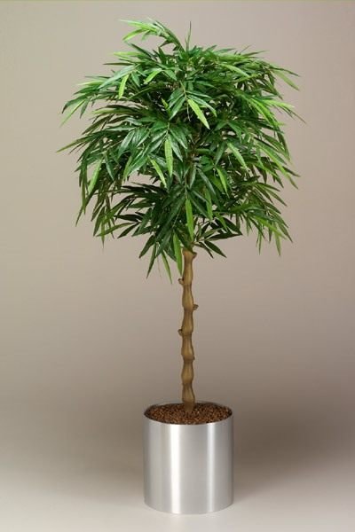 Bamboe. Zorg, groeien, reproductie. Decoratief beslissend. Kamerplanten. Foto.