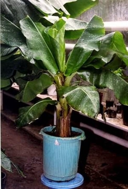 Banaan. Zorg, groeien, reproductie. Interessante feiten. Fruit. Foto. Kamerplanten.