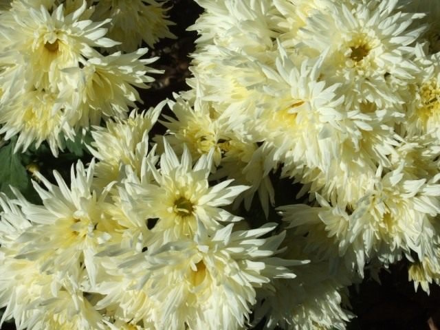 Ball Chrysanthemum in de Nikitsky Botanical Garden. Variëteiten van tuinchrysanthemums. Foto