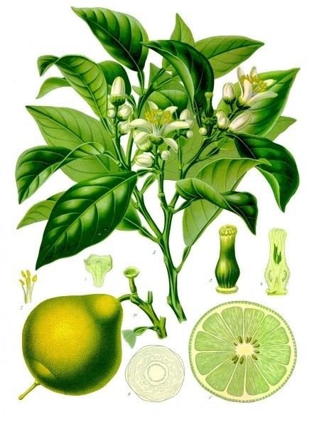 Bergamot is een nuttige citrus. Zorg, groeien, reproductie. Eigenschappen, toepassing. Foto