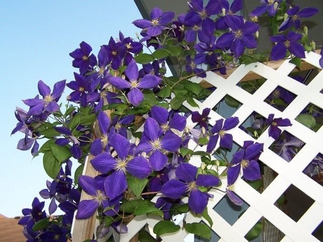 Clematis Jacquman. Variëteiten, teelt, landen en zorg. Snijden. Foto