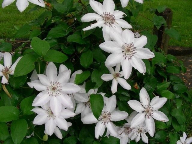 Clematis Jacquman. Variëteiten, teelt, landen en zorg. Snijden. Foto