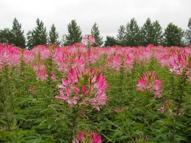 Cleoma is een Spider-bloemen. Zorg, groeien, reproductie. Bloem. Foto