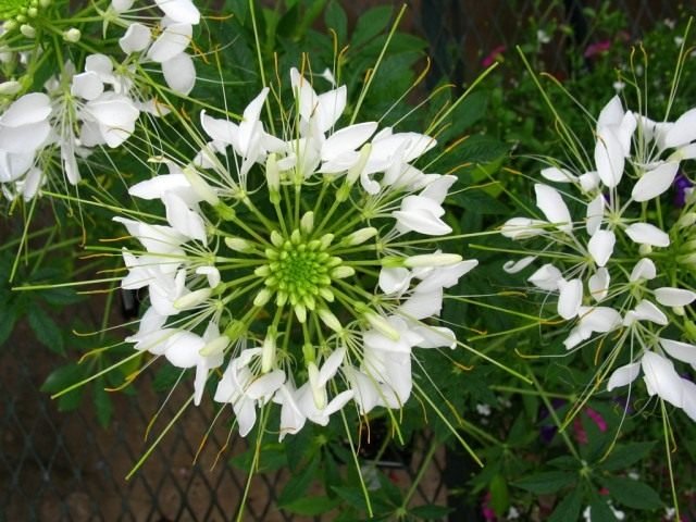 Cleoma is een Spider-bloemen. Zorg, groeien, reproductie. Bloem. Foto