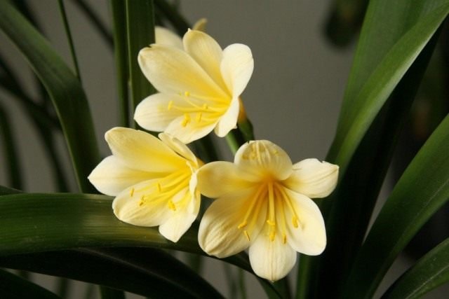 Long -Liver Clivia. Zorg thuis. Waarom bloeit het niet? Foto