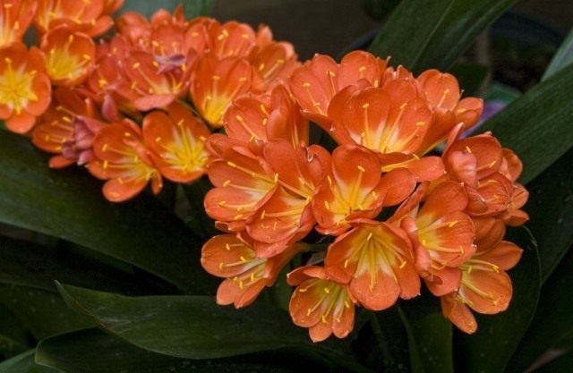 Long -Liver Clivia. Zorg thuis. Waarom bloeit het niet? Foto