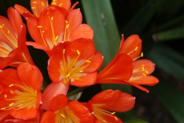 Long -Liver Clivia. Zorg thuis. Waarom bloeit het niet? Foto