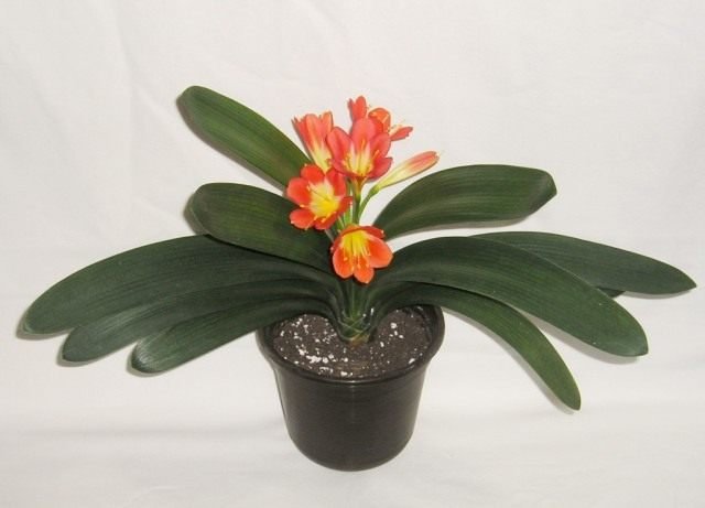 Long -Liver Clivia. Zorg thuis. Waarom bloeit het niet? Foto