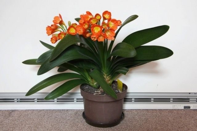 Long -Liver Clivia. Zorg thuis. Waarom bloeit het niet? Foto