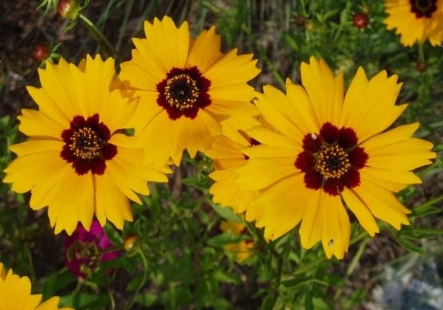 Coreopsis is de zon in de tuin. Overblijvende, jaarlijkse soorten. Planten en zorg. Foto