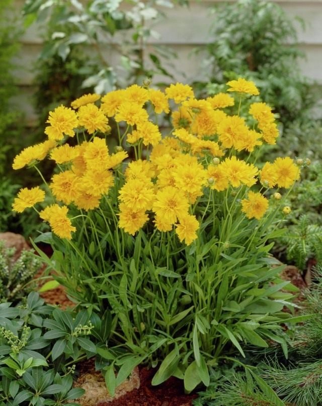 Coreopsis is de zon in de tuin. Overblijvende, jaarlijkse soorten. Planten en zorg. Foto