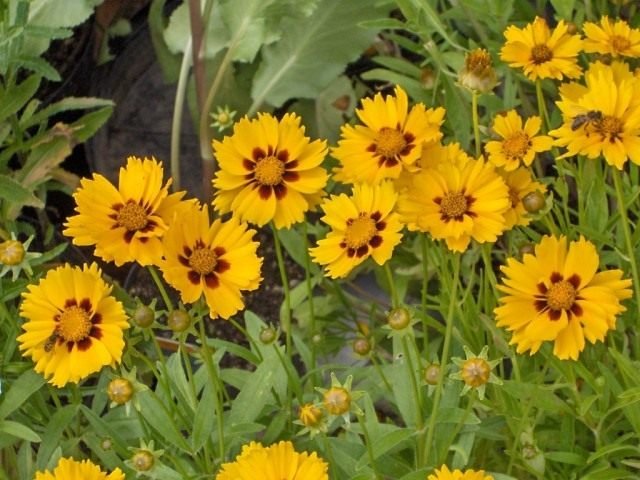 Coreopsis is de zon in de tuin. Overblijvende, jaarlijkse soorten. Planten en zorg. Foto