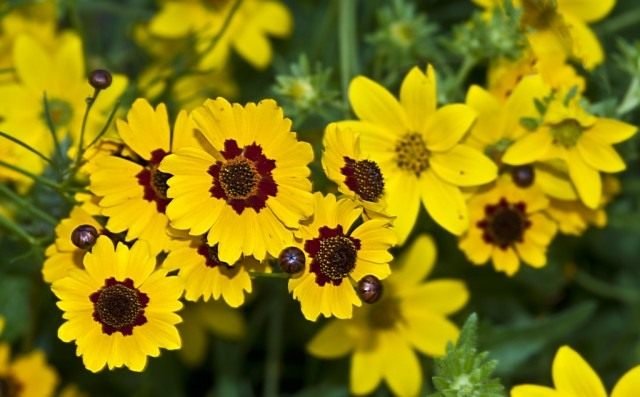 Coreopsis is de zon in de tuin. Overblijvende, jaarlijkse soorten. Planten en zorg. Foto