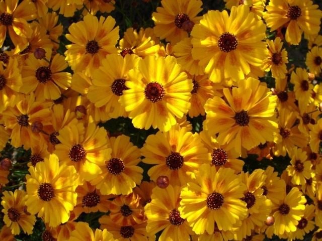 Coreopsis is de zon in de tuin. Overblijvende, jaarlijkse soorten. Planten en zorg. Foto