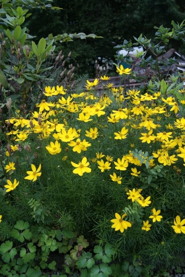 Coreopsis is de zon in de tuin. Overblijvende, jaarlijkse soorten. Planten en zorg. Foto