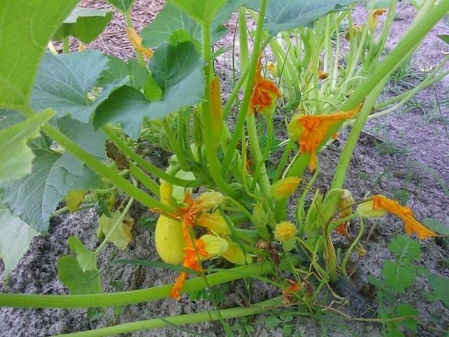 Krukknek Scrooge - Krivosheik Zucchini. Zorg, groeien. Gunstige kenmerken. Foto