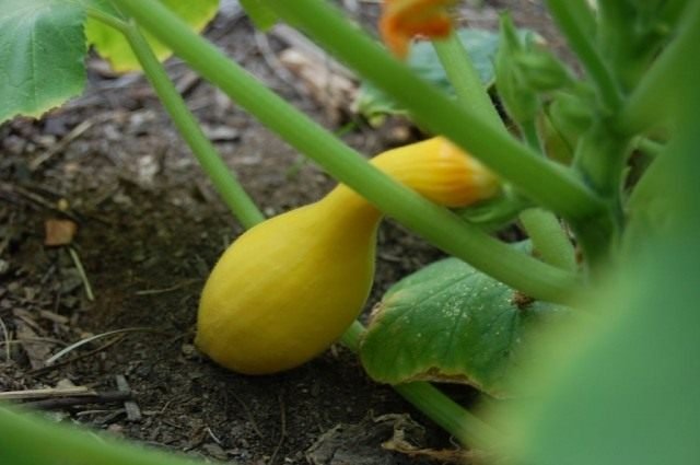 Krukknek Scrooge - Krivosheik Zucchini. Zorg, groeien. Gunstige kenmerken. Foto