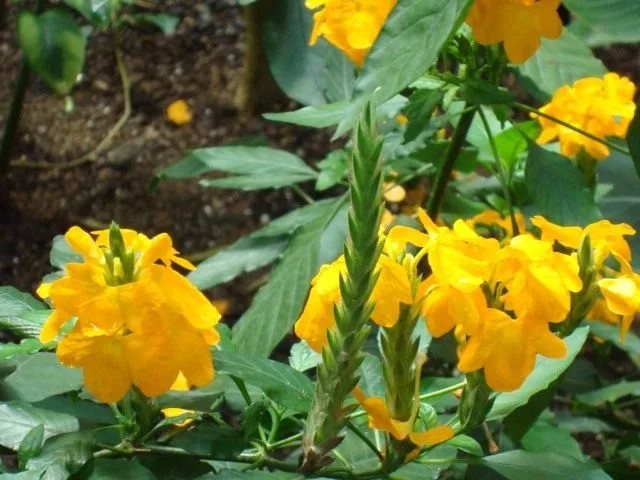 De prachtige eilandbewoner is Crossandra. Zorg, teelt, reproductie, decoratief bloemen. Foto, Kaleyard De prachtige eilandbewoner is Crossandra. Zorg, teelt, reproductie, decoratief bloemen. Foto