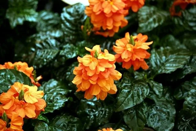 De prachtige eilandbewoner is Crossandra. Zorg, teelt, reproductie, decoratief bloemen. Foto, Kaleyard De prachtige eilandbewoner is Crossandra. Zorg, teelt, reproductie, decoratief bloemen. Foto