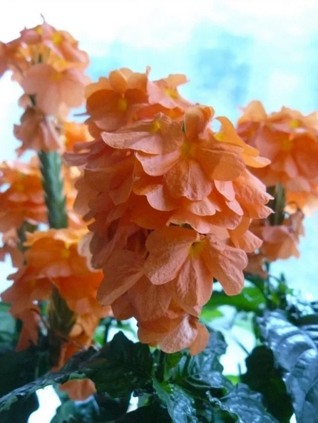 De prachtige eilandbewoner is Crossandra. Zorg, teelt, reproductie, decoratief bloemen. Foto, Kaleyard De prachtige eilandbewoner is Crossandra. Zorg, teelt, reproductie, decoratief bloemen. Foto