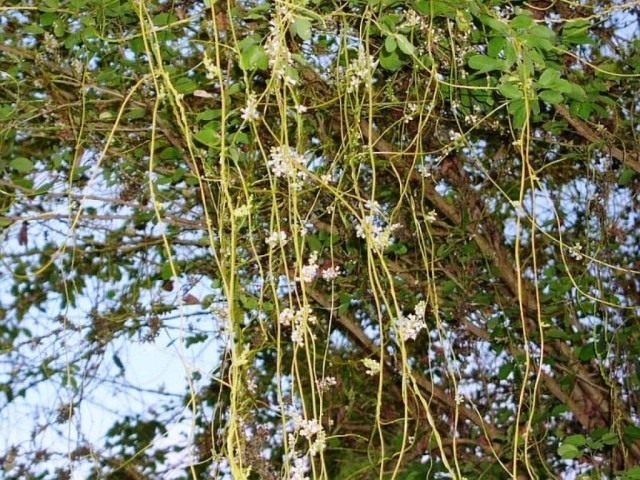 Povilik is een gevaarlijke buurman. Plant parasiet. Aanbidder plaag. Strijd. Foto