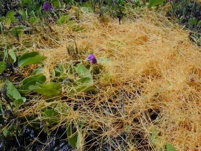 Povilik is een gevaarlijke buurman. Plant parasiet. Aanbidder plaag. Strijd. Foto