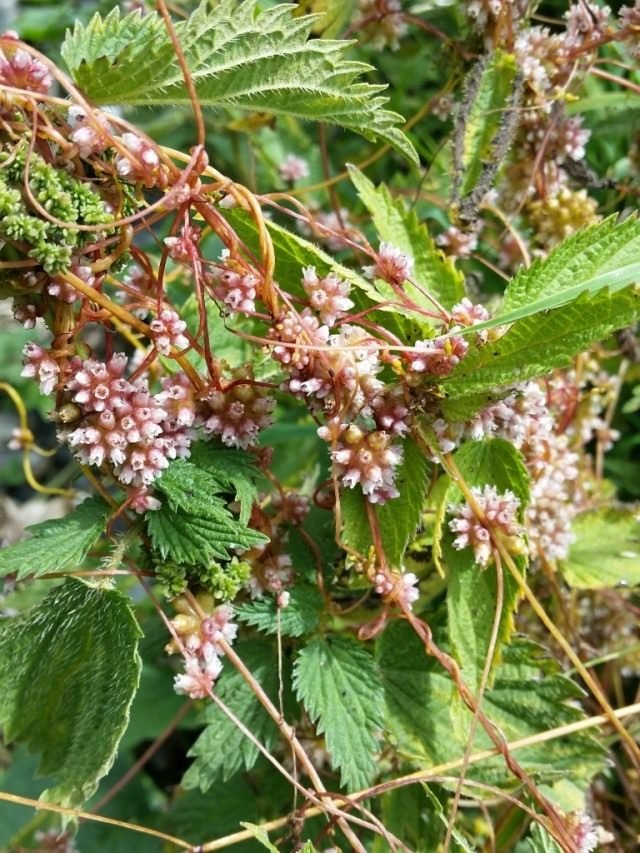 Povilik is een gevaarlijke buurman. Plant parasiet. Aanbidder plaag. Strijd. Foto