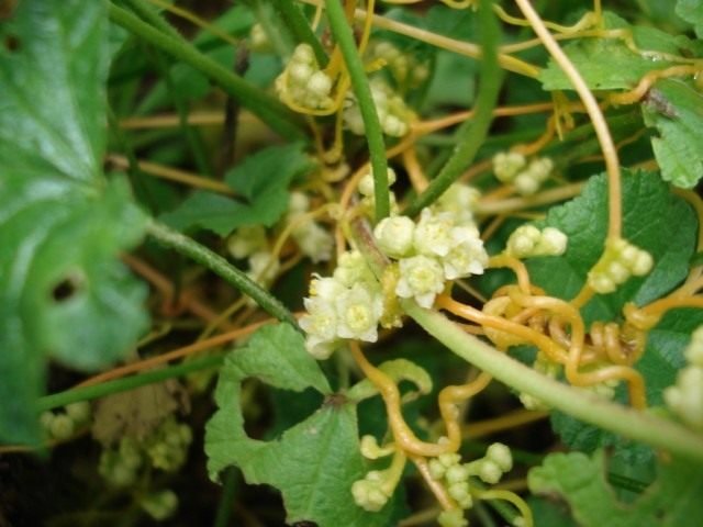 Povilik is een gevaarlijke buurman. Plant parasiet. Aanbidder plaag. Strijd. Foto