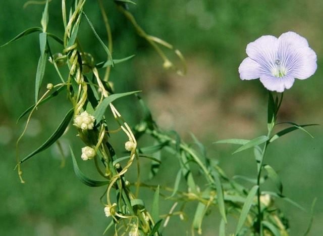 Povilik is een gevaarlijke buurman. Plant parasiet. Aanbidder plaag. Strijd. Foto