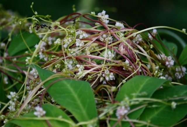 Povilik is een gevaarlijke buurman. Plant parasiet. Aanbidder plaag. Strijd. Foto