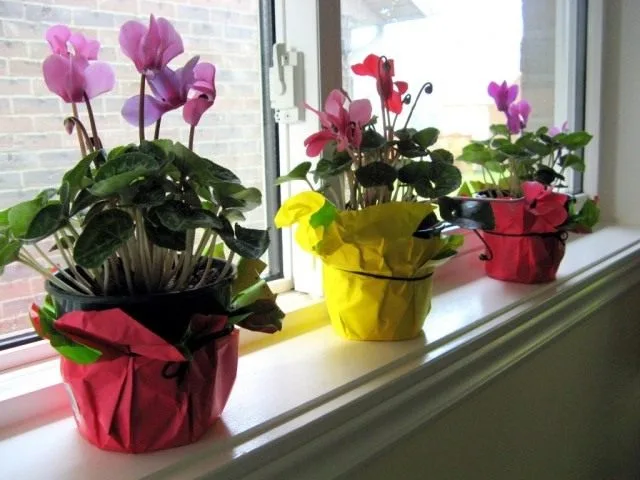 Cyclamen is een bloem van de zon. Zorg, groeien, reproductie. Foto, Kaleyard Cyclamen is een bloem van de zon. Zorg, groeien, reproductie. Foto