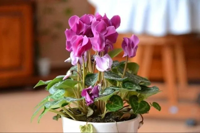 Cyclamen is een bloem van de zon. Zorg, groeien, reproductie. Foto, Kaleyard Cyclamen is een bloem van de zon. Zorg, groeien, reproductie. Foto