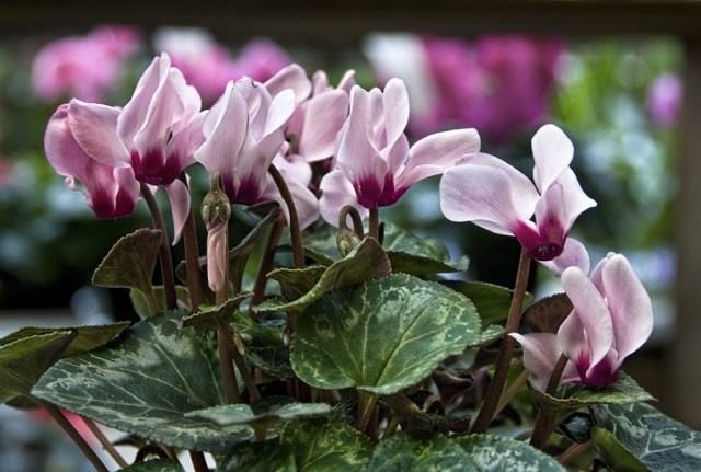 Cyclamen is een bloem van de zon. Zorg, groeien, reproductie. Foto