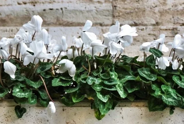 Cyclamen is een bloem van de zon. Zorg, groeien, reproductie. Foto, Kaleyard Cyclamen is een bloem van de zon. Zorg, groeien, reproductie. Foto