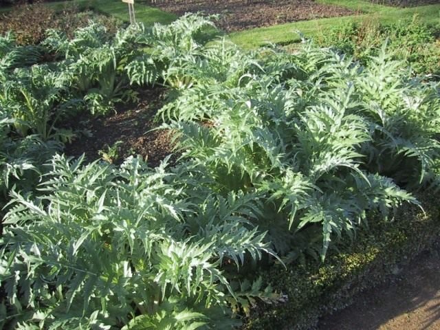 Artisjok voor gezondheid. Zorg, groeien, reproductie. Foto