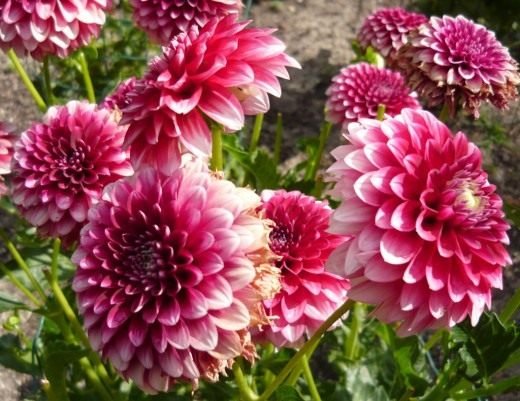 Dahlias. Zorg, groeien, reproductie. Opslag van knollen. Decoratief bloemen. Tuinplanten. Bloemen. Foto.