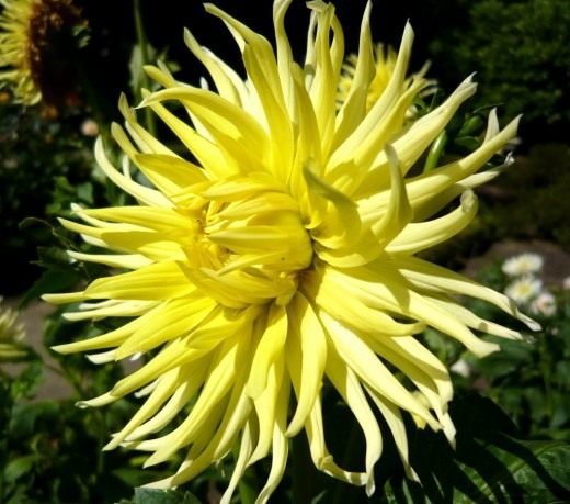 Dahlias. Zorg, groeien, reproductie. Opslag van knollen. Decoratief bloemen. Tuinplanten. Bloemen. Foto.