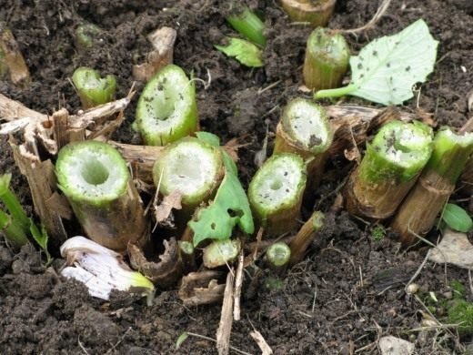 Opslag van Dahlia -knollen in de winter. Zodat de dahlia's niet uitdrogen