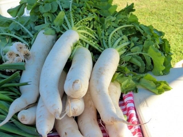 Daikon is een “gigantisch” plezier. Beschrijving, teelt, landingstijd. Foto, Kaleyard Daikon is een "gigantisch" plezier. Beschrijving, teelt, landingstijd. Foto