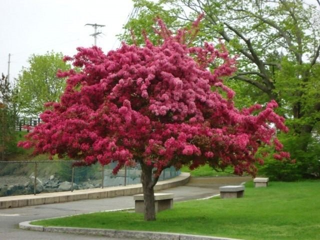 Decoratieve appelbomen. Groeien, landen en zorg. Foto