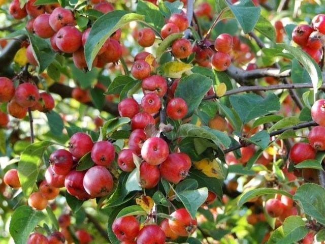 Decoratieve appelbomen. Groeien, landen en zorg. Foto