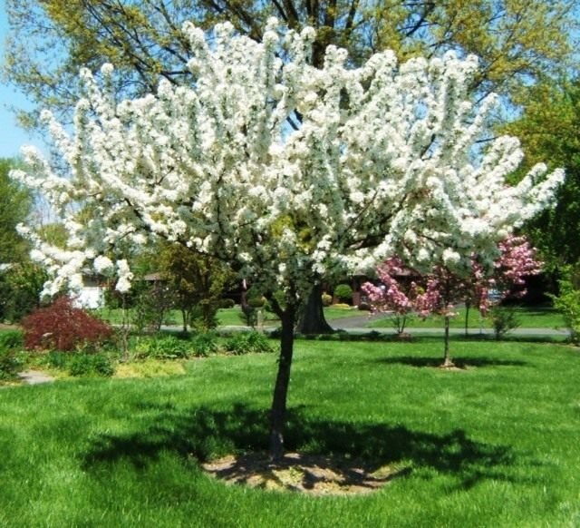 Decoratieve appelbomen. Groeien, landen en zorg. Foto