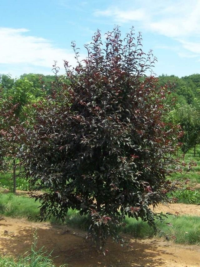 Decoratieve appelbomen. Groeien, landen en zorg. Foto