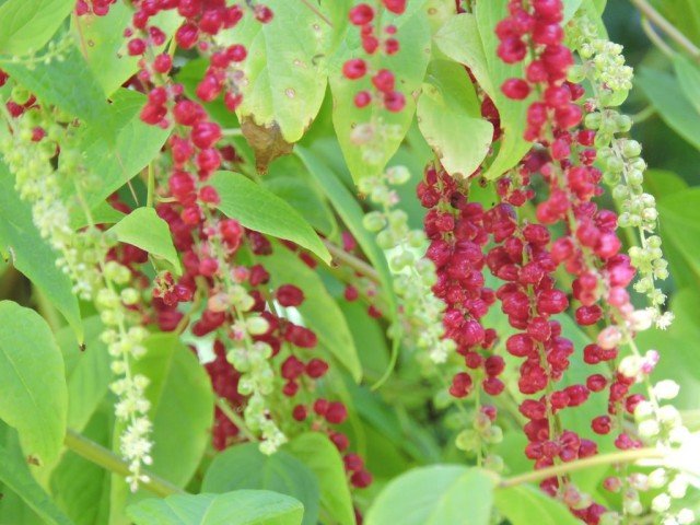 Berry -Baring Deering - binnen zeldzaamheid. Zorg thuis. Foto