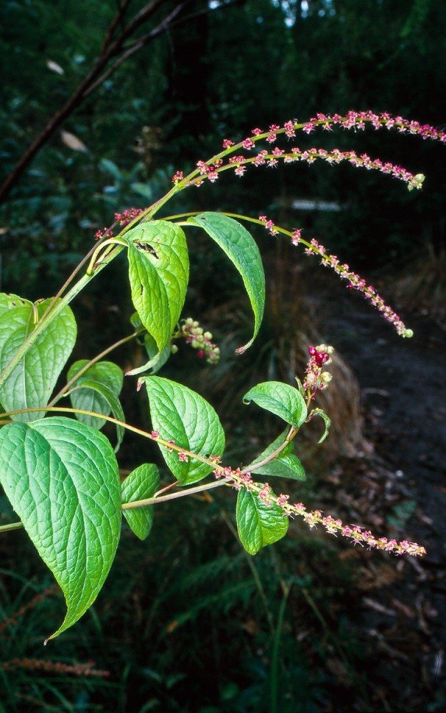 Berry -Baring Deering - binnen zeldzaamheid. Zorg thuis. Foto